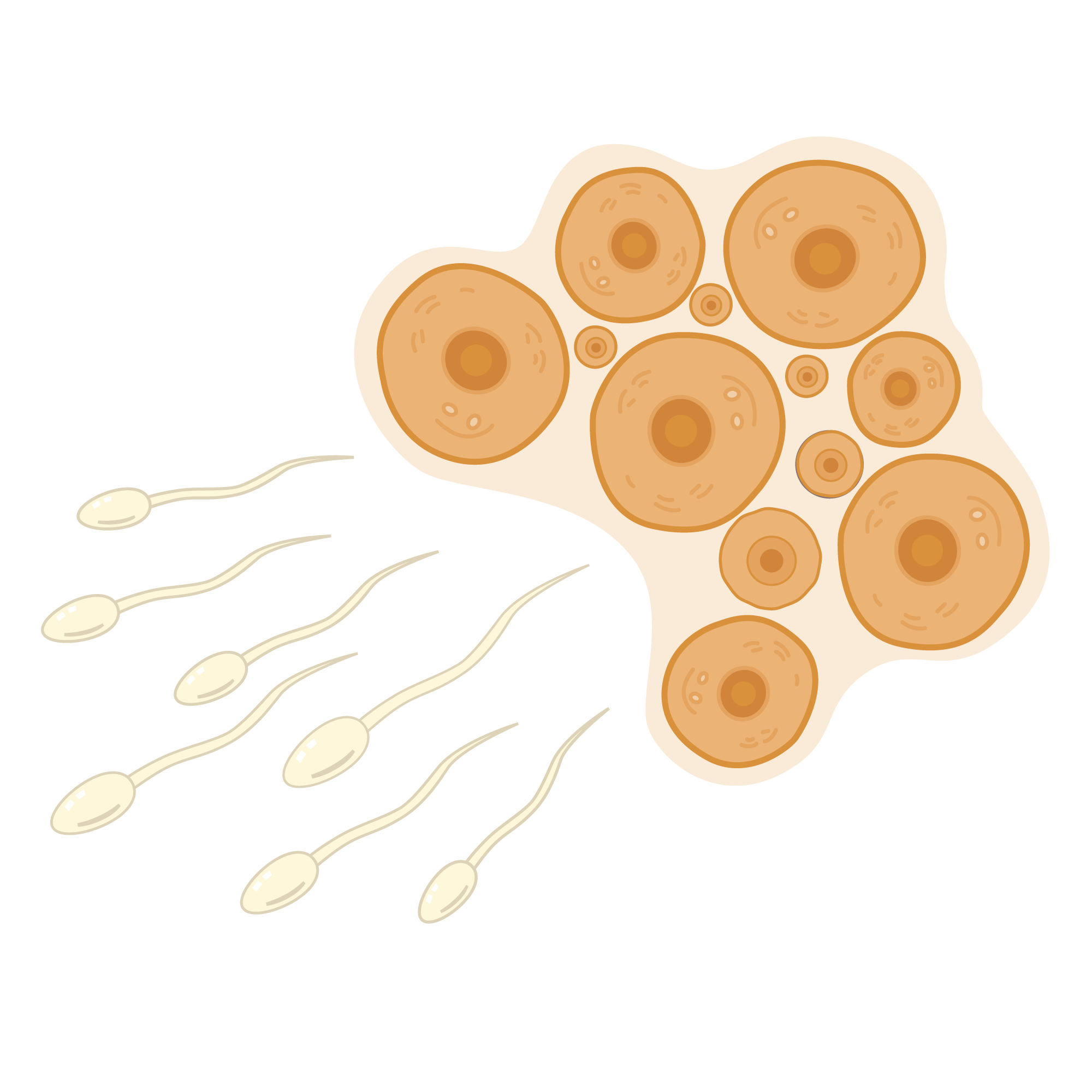 KAYO 1609 Cell Images